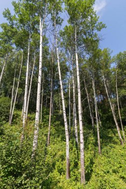 Yaz aylarında Altay Dağları'nda gür ormanları