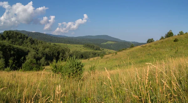 Beautiful summer panorama of lush vegetation in Altai Mountains — Stock Photo, Image