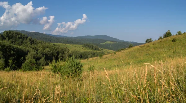 阿尔泰山脉郁郁葱葱的植物美丽的夏季全景 — 图库照片