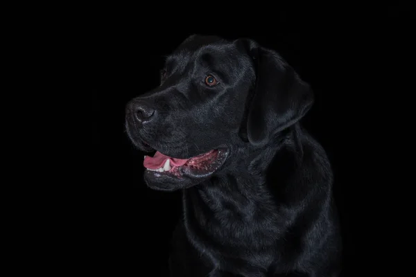 Belle jeune chien mâle labrador race sur fond noir — Photo