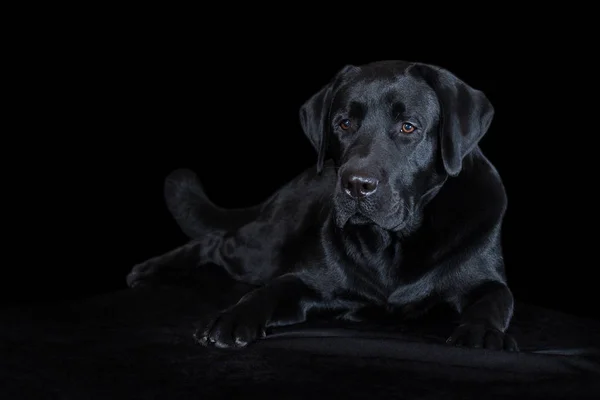 美丽的年轻雄性狗拉布拉多养殖黑色背景 — 图库照片
