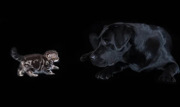 Großer schwarzer Labrador-Hund blickt aufmerksam auf kleines Kätzchen schottische Falte — Stockfoto