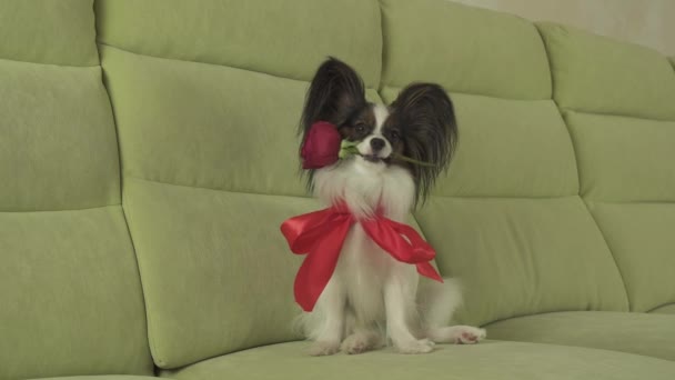 Собака Papillon держит красную розу во рту в любви на валентинки день видео — стоковое видео