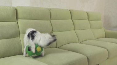 Genç köpek Papillon Continental oyuncak İspanyol köpek yakalar büyük topu doğurmak ve stok görüntüleri video çalış