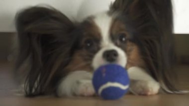 Papillon köpek yatağın altına bakar ve oturma odası stok görüntüleri video topa ulaşmak çalışır