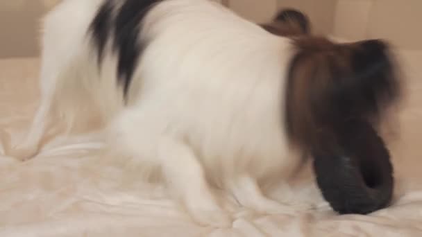 Молодая собака породы Papillon Continental Toy Spaniel грызет резиновые шины - веселое видео смены шин — стоковое видео