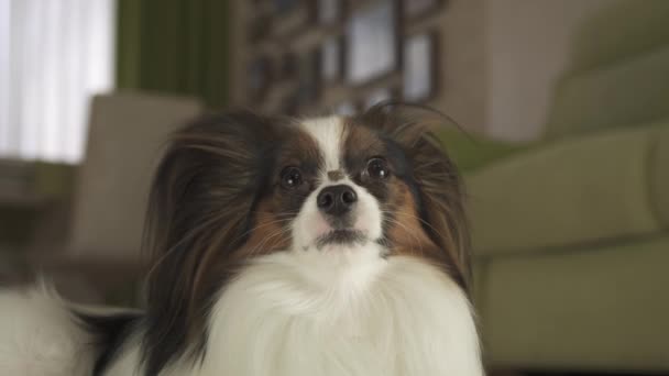Hond Papillon houdt zijn neus aan het smakelijke traktatie team in woonkamer stock footage video — Stockvideo