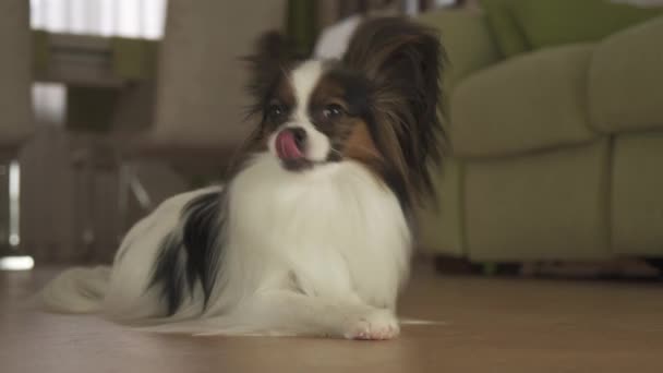 Köpek Papillon yalıyor ve oturma odası stok görüntüleri video etrafına bakıyor — Stok video