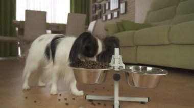 Köpek Papillon gelen oturma odası stok görüntüleri video bir stand üzerinde metal bir kase kuru mama yiyor