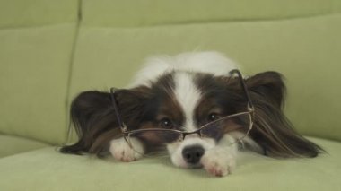 Köpek Papillon köpek bardaklarda kanepede onun pençeleri üzerinde yatıyor ve oturma odası stok görüntüleri video düşünüyor