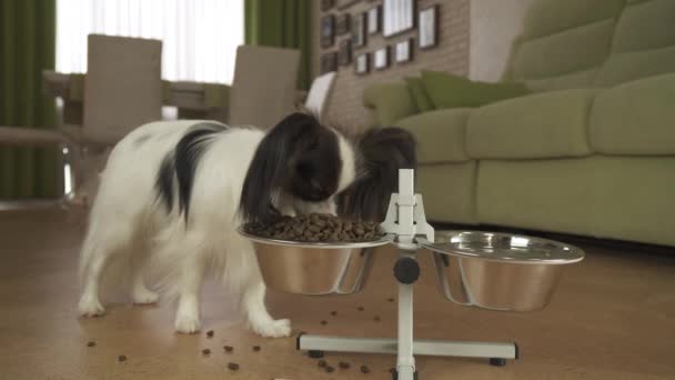 Dog Papillon come comida seca de un cuenco de metal en un stand en una sala de estar — Vídeos de Stock