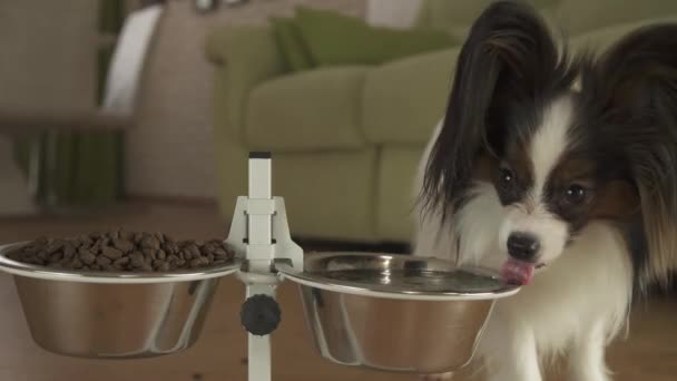 Cane Papillon beve pulito da una ciotola di metallo su uno stand nel soggiorno magazzino filmati video — Video Stock