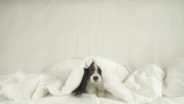 Dog Papillon se arrastra desde debajo de las mantas en el video de imágenes de la cama — Vídeos de Stock