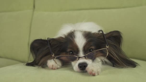 Собака Папійон в окулярах лежить на дивані на лапах і думає у вітальні стокове відео — стокове відео