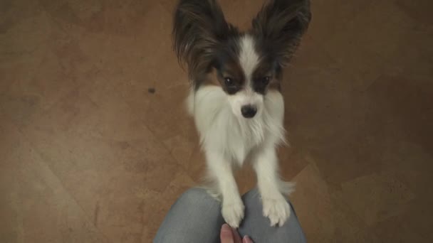 Το σκυλί Papillon χειροκροτήματα τα πόδια του στα γόνατα του κύριου επαιτεία για θεραπεία πλάνα βίντεο — Αρχείο Βίντεο