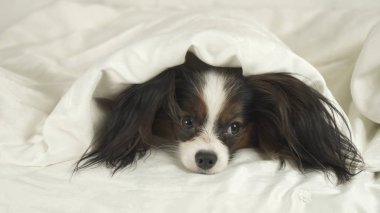 Köpek Papillon battaniyenin altından dışarı tarar ve yataktan atlar