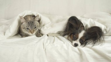 Kedi ile a köpek yatakta battaniyenin altında yatıyor