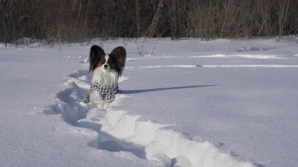 Mooie hond Papillon in een pak zit in een snowbank in winter park — Stockfoto