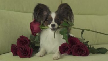 Tutar köpek Papillon video kırmızı Gül Sevgililer günü stok görüntüleri üzerinde aşık ağzına