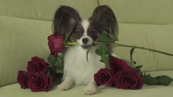 Perro Papillon mantiene rosa roja en su boca en el amor en el día de San Valentín archivo de vídeo — Vídeos de Stock