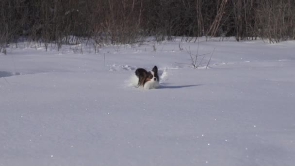 Papillon cane coraggiosamente si fa strada attraverso la neve nel parco invernale slow motion stock filmato video — Video Stock