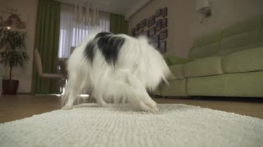 Oturma odası stok görüntüleri video bir halıya bir top oynamaktan köpek Papillon