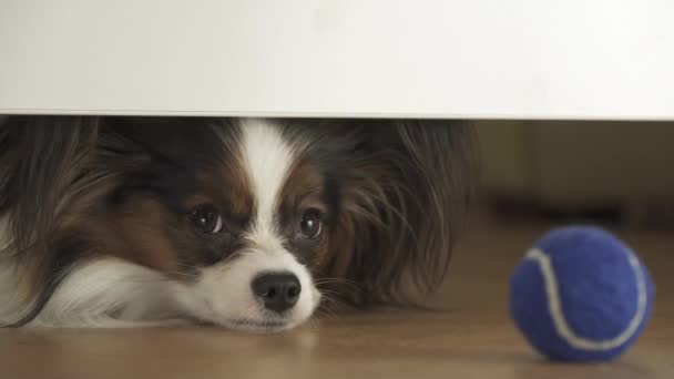 Hund Papillon ser under sängen och försöker nå bollen i vardagsrummet arkivfilmer video — Stockvideo