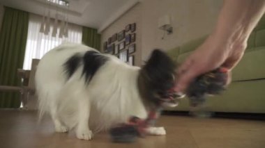 Köpek Papillon ip çalış ev sahibi ile oturma odası stok görüntüleri video alır