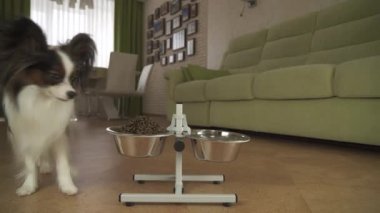 Köpek Papillon kase için oturma odası stok görüntüleri video gıda ile çalışır