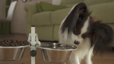 Köpek oturma odası stok görüntüleri video bir stand üzerinde metal bir kase gelen Papillon içecekler temiz