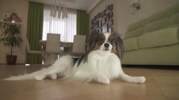 Το σκυλί Papillon κρατά τη μύτη του στην ομάδα νόστιμο θεραπεία σε σαλόνι στοκ πλάνα βίντεο — Αρχείο Βίντεο