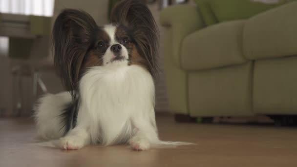 Papillon hond zichzelf likt en loopt weg in woonkamer stock footage video — Stockvideo