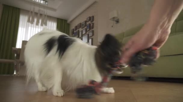 Hund Papillon tar rep lekarna med värden i vardagsrummet arkivfilmer video — Stockvideo