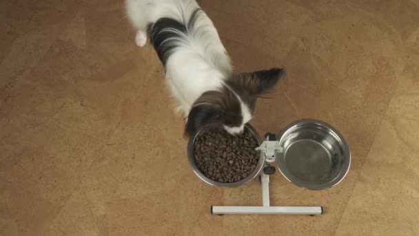 Köpek Papillon gelen stand stok görüntüleri video metal bir kase kuru mama yiyor — Stok video