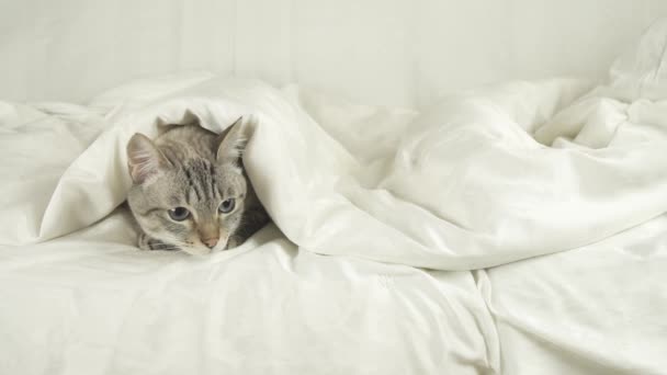 Тайська кішка лежить в рамках покривало на ліжко і дивиться навколо Відеоматеріал відео — стокове відео