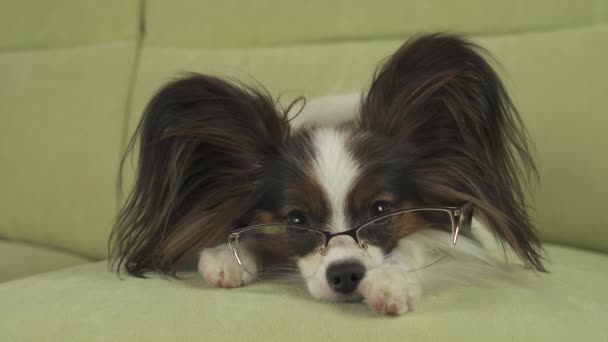 Собака Papillon собака в очках лежит на диване на лапах и думает в гостиной акции видео — стоковое видео