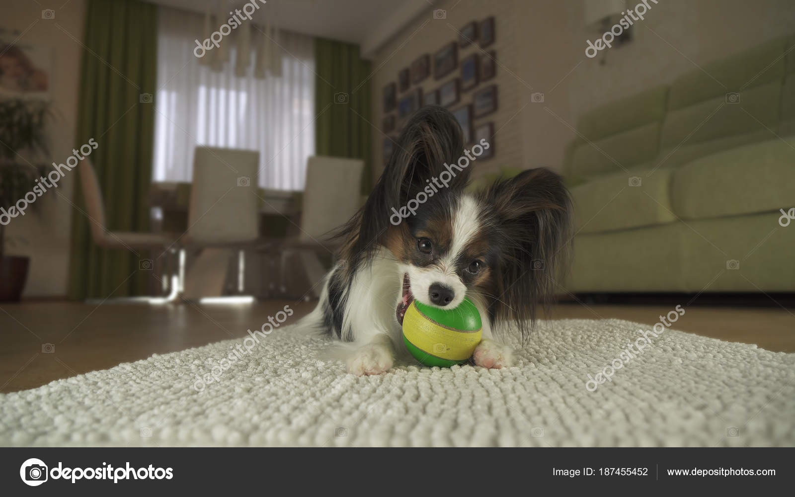 Hund Papillon spielt mit Ball auf Teppich im Wohnzimmer - Stockfotografie:  lizenzfreie Fotos © yykkaa 187455452 | Depositphotos