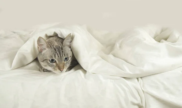 Gato tailandês encontra-se sob cobertor na cama — Fotografia de Stock
