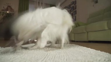 Köpek Papillon oturma odası stok görüntüleri video halının üstünde yumuşak bir oyuncakla oynamak