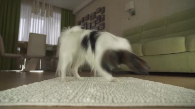 Oturma odası stok görüntüleri video bir halıya bir top oynamaktan köpek Papillon