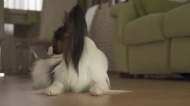 Köpek Papillon yalıyor ve oturma odası stok görüntüleri video etrafına bakıyor