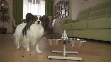 Köpek Papillon gelen oturma odası stok görüntüleri video bir stand üzerinde metal bir kase kuru mama yiyor