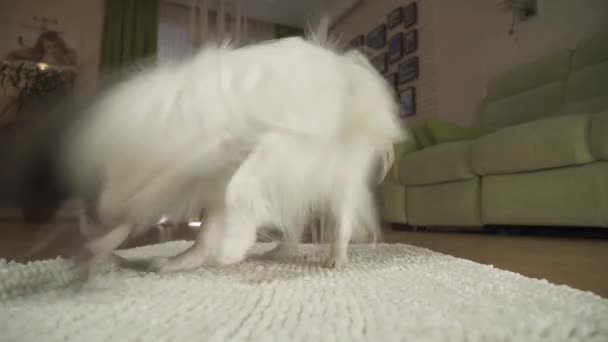 Papillon hund leker med en mjuk leksak på mattan i vardagsrummet arkivfilmer video — Stockvideo