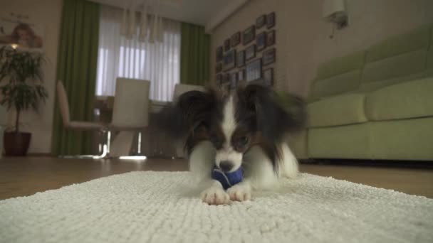 Dog Papillon brincando com uma bola em um tapete na sala de estar imagens de vídeo — Vídeo de Stock