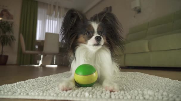 Cane Papillon giocare con una palla su un tappeto in salotto stock filmato video — Video Stock