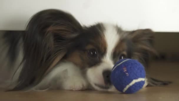 Dog Papillon olha debaixo da cama e tenta alcançar a bola na sala de estar imagens de vídeo — Vídeo de Stock