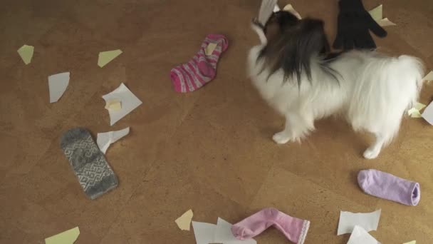 Το σκυλί Papillon τοποθετημένα πογκρόμ στο σπίτι διάσπαρτα πράγματα και έσκισε το χαρτί πλάνα βίντεο — Αρχείο Βίντεο
