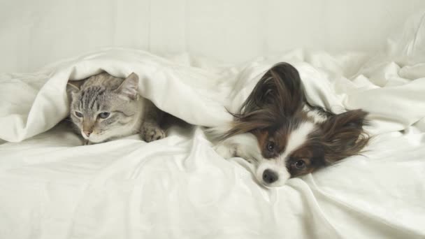 Gato con un perro se encuentra debajo de una manta, perro salta de la cama material de archivo de vídeo — Vídeos de Stock