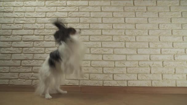 Hund Papillon läuft auf seinen Hinterbeinen gegen dekorative Ziegelwand — Stockvideo