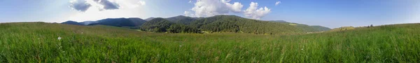 Altai Dağları 'ndaki yemyeşil bitki örtüsünün güzel yaz manzarası. — Stok fotoğraf